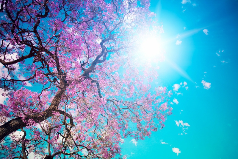Blossom Wallpaper Sun Desktop