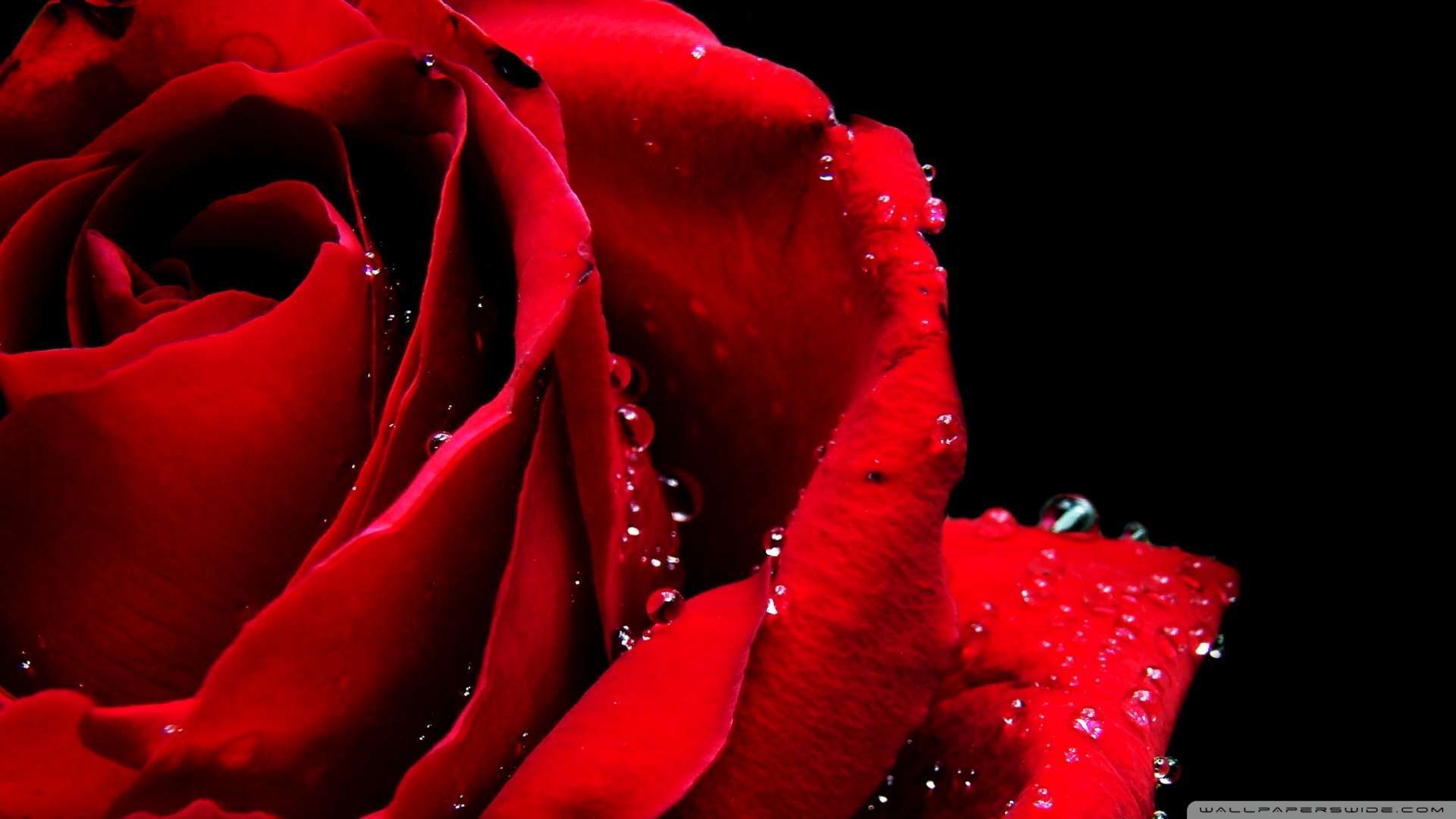 Wallpaper Red Rose Macro 1080p HD Upload At December