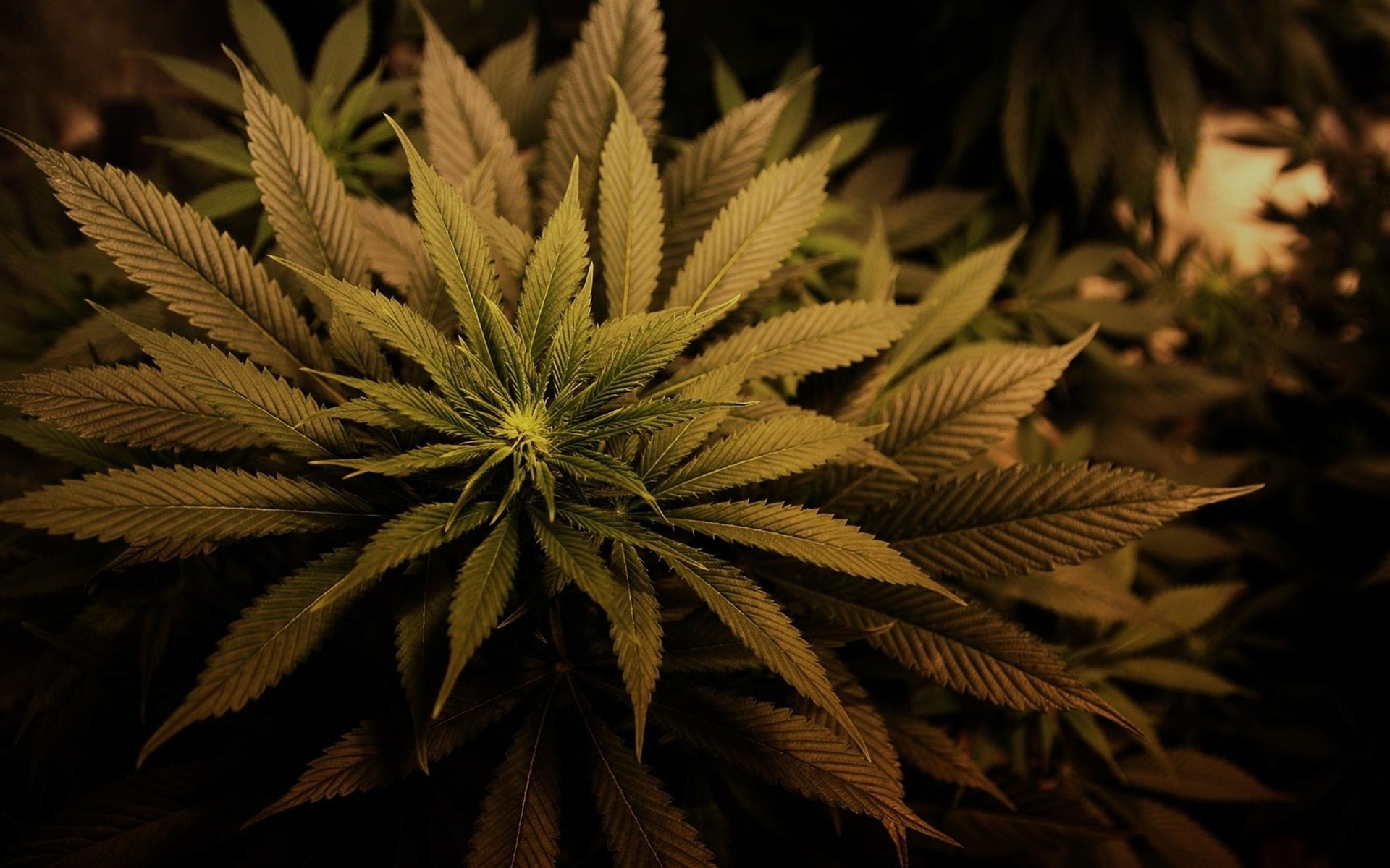 Cannabis Marijuana Plants Leaves Drugs Wallpaper