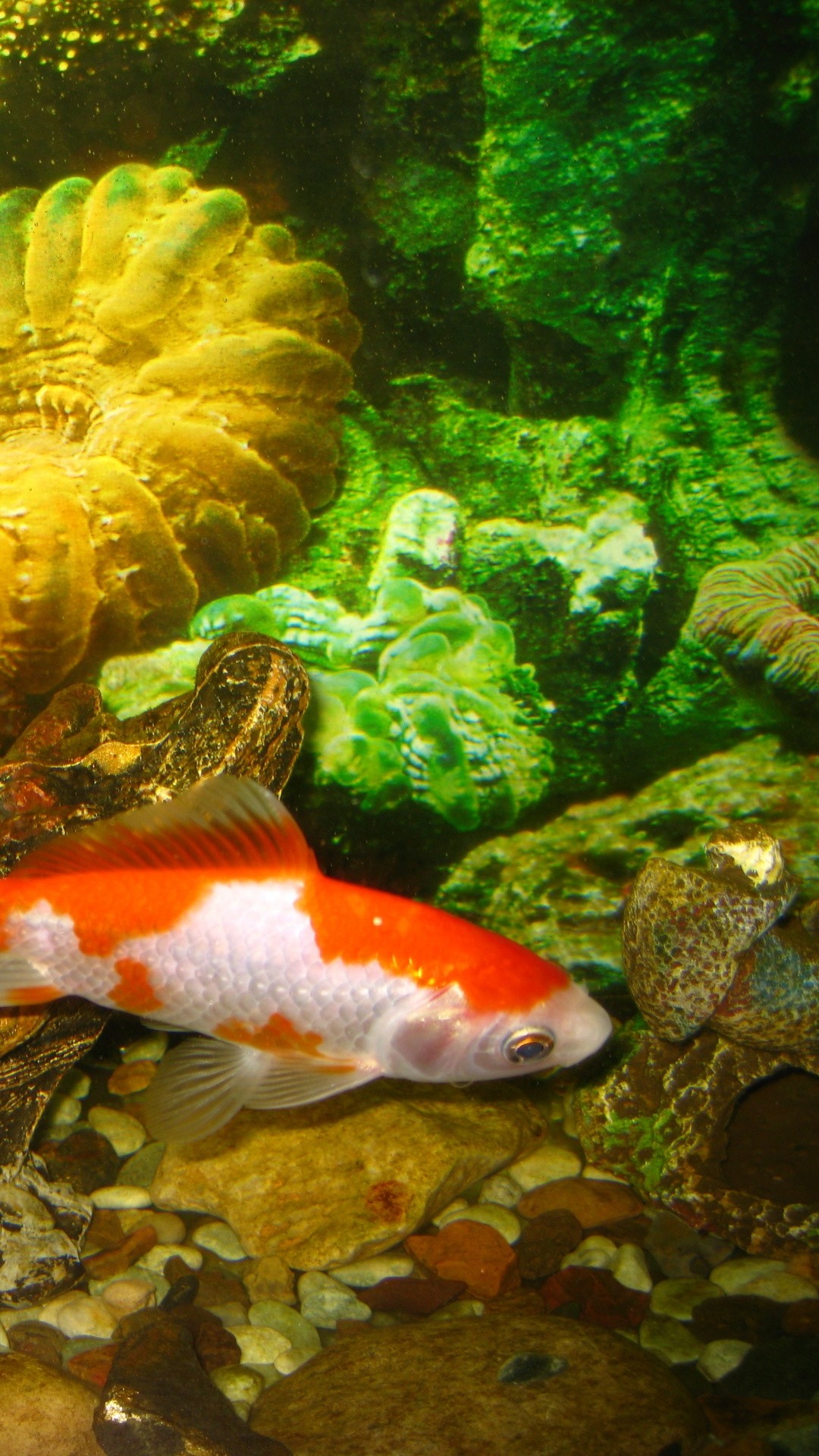 Koi Fish iPhone Wallpaper