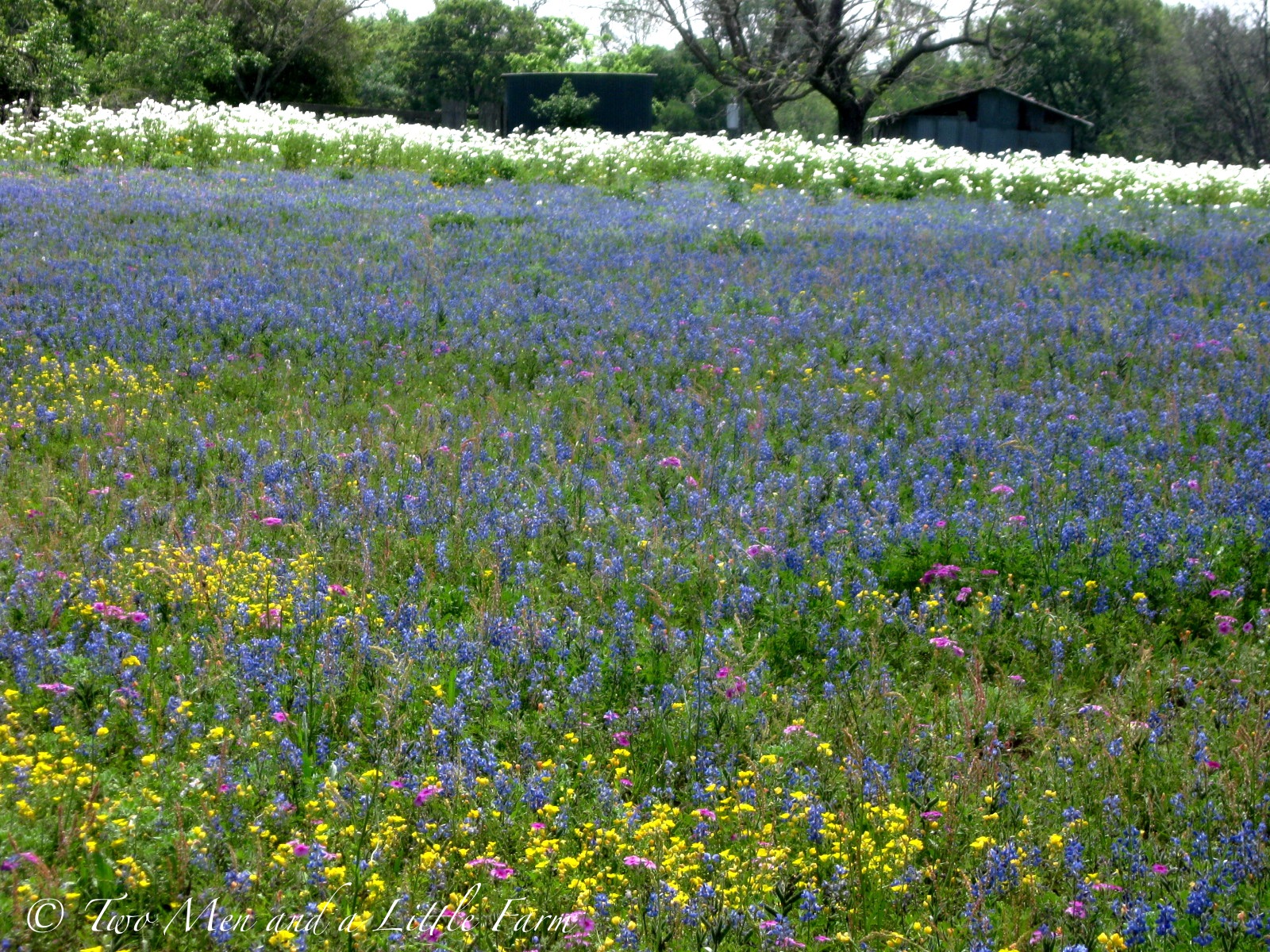 Two Men And A Little Farm Glorious Texas Wildflowers