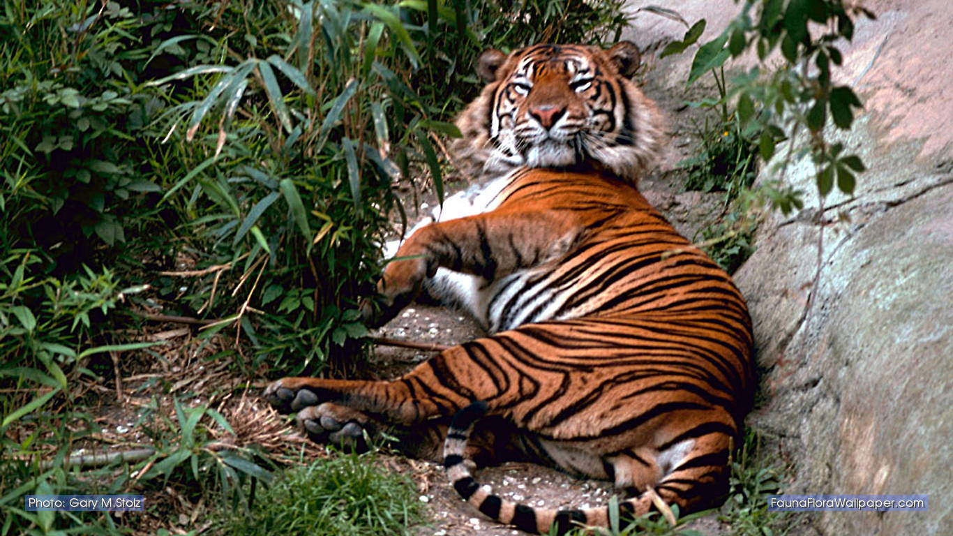 Love U Wallpaper Bengal Tiger Background