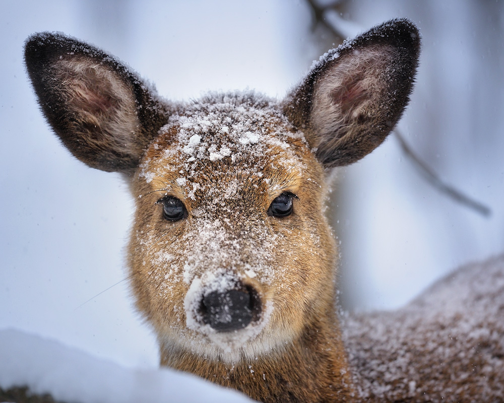 Whitetail Deer In Snow Wallpaper First winter for a young