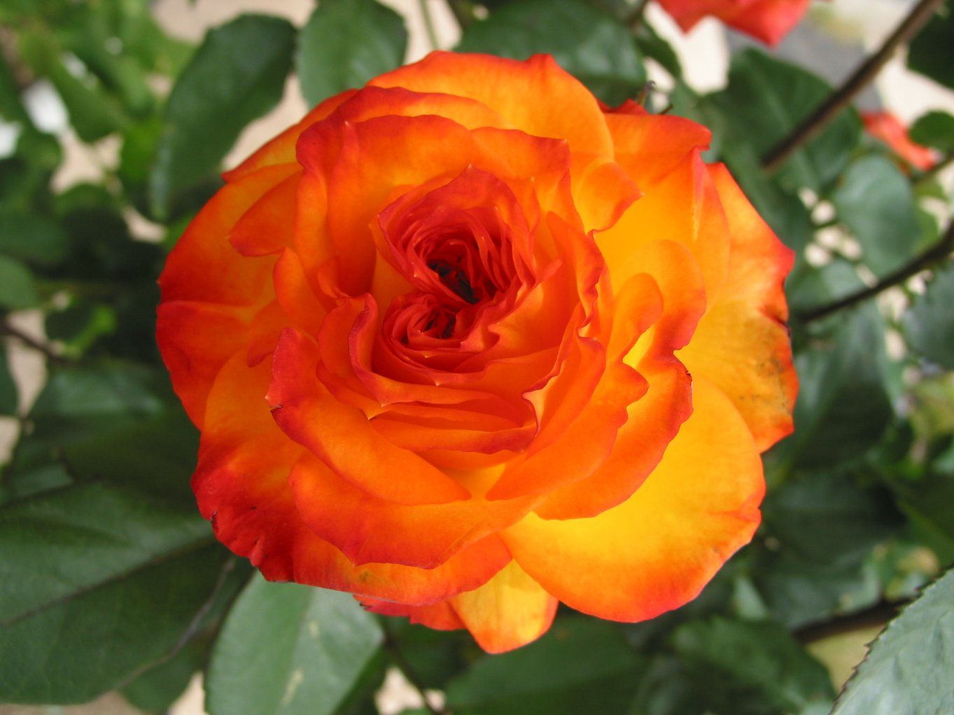 Orange Rose Pictures For Wallpaper Beautiful Orange Rose