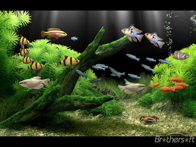 Download Dream Aquarium Screensaver Dream Aquarium Screensaver 1 800x600
