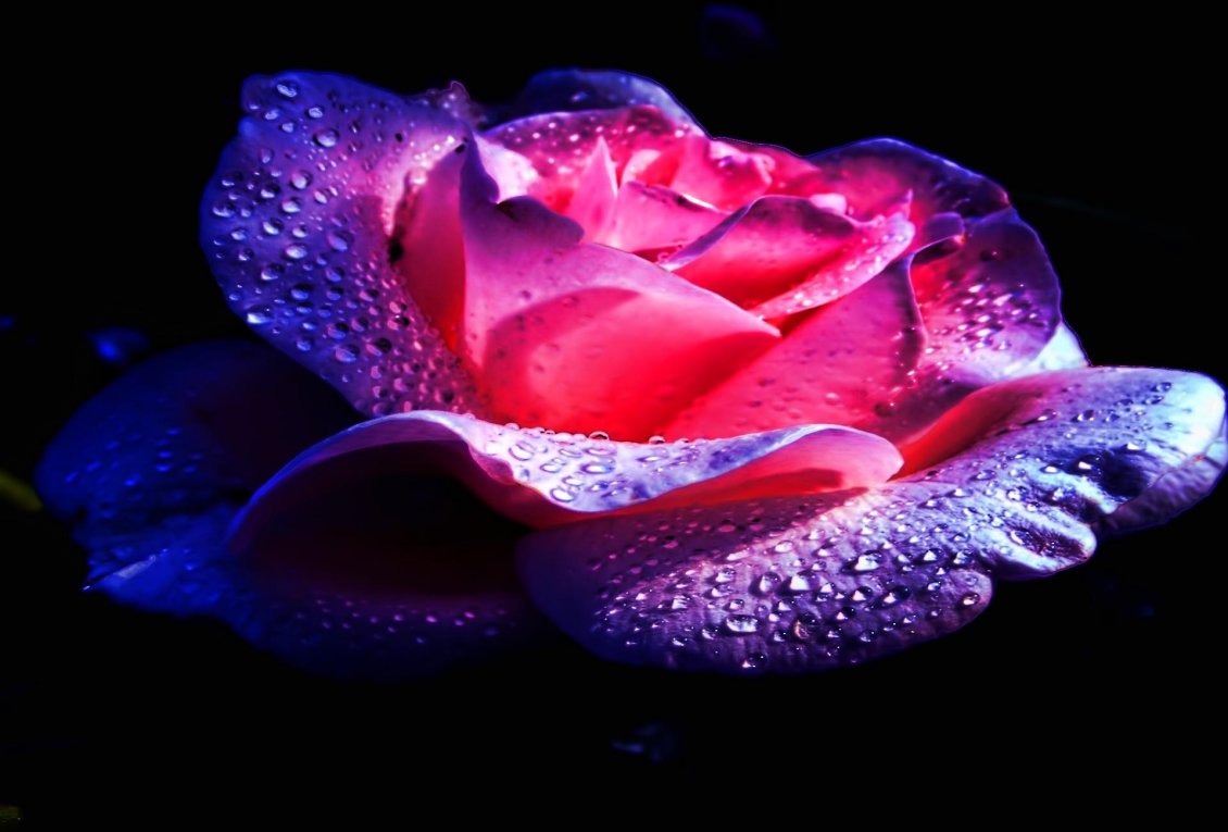 Purple and pink rose with water drops on a black background