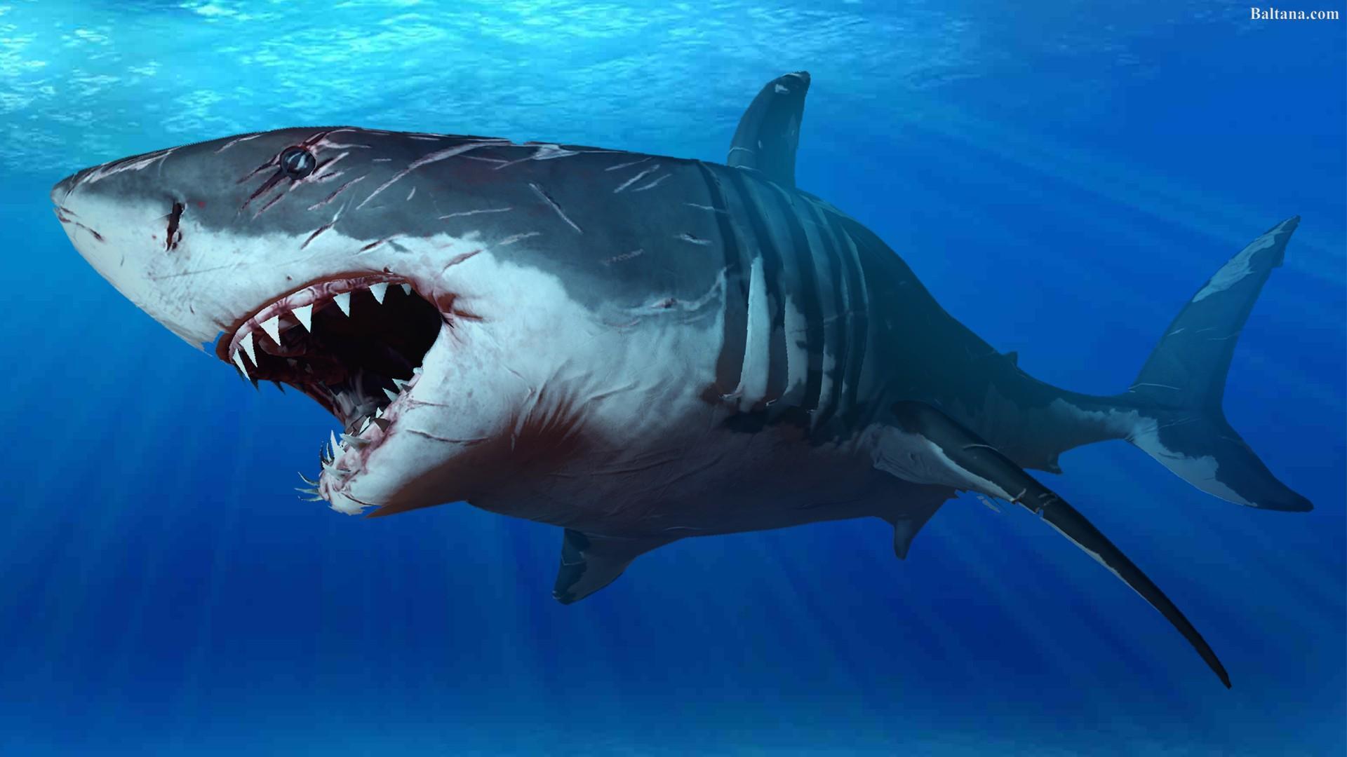 Sharks Wallpaper Picture HD Image Apk