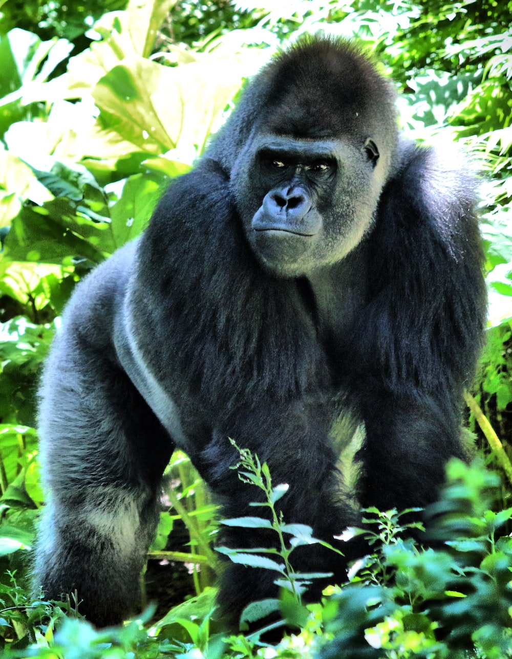 500 Gorilla Pictures Download Images on Unsplash 1000x1288