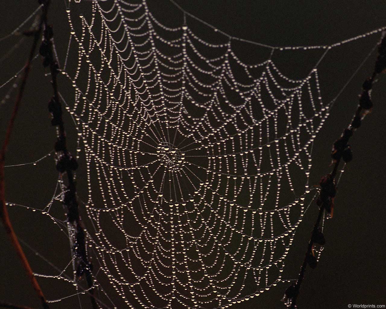 Desktop Wallpaper For Spider Web