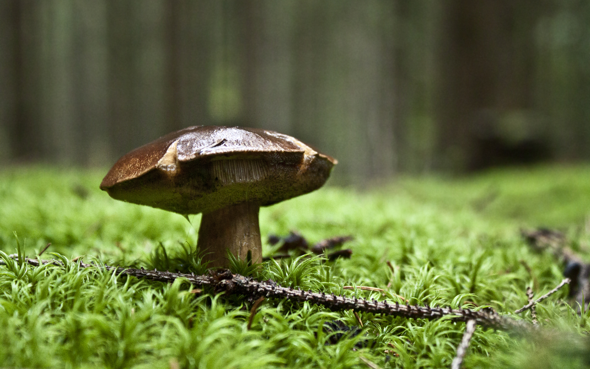 Mushroom in the Forest HD Widescreen Wallpaper HD Wallpapers Source