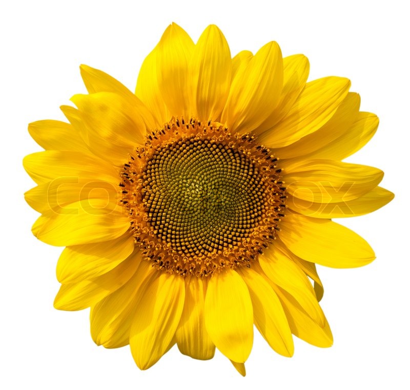 Stock Image Of Yellow Sunflower Isolated On White Background