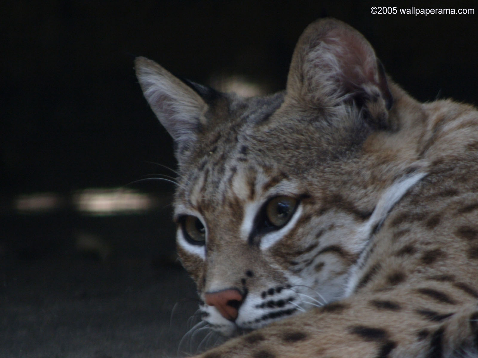Wild Cat Wallpaper Hd Background Image Pictures