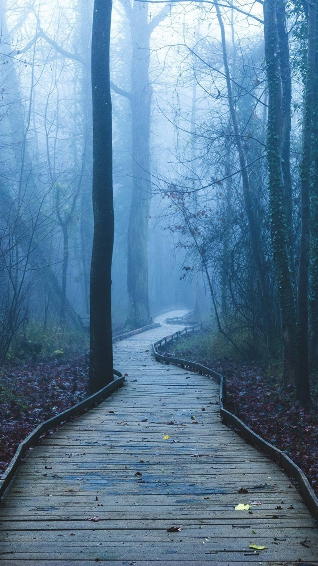 Forest iPhone Wallpaper