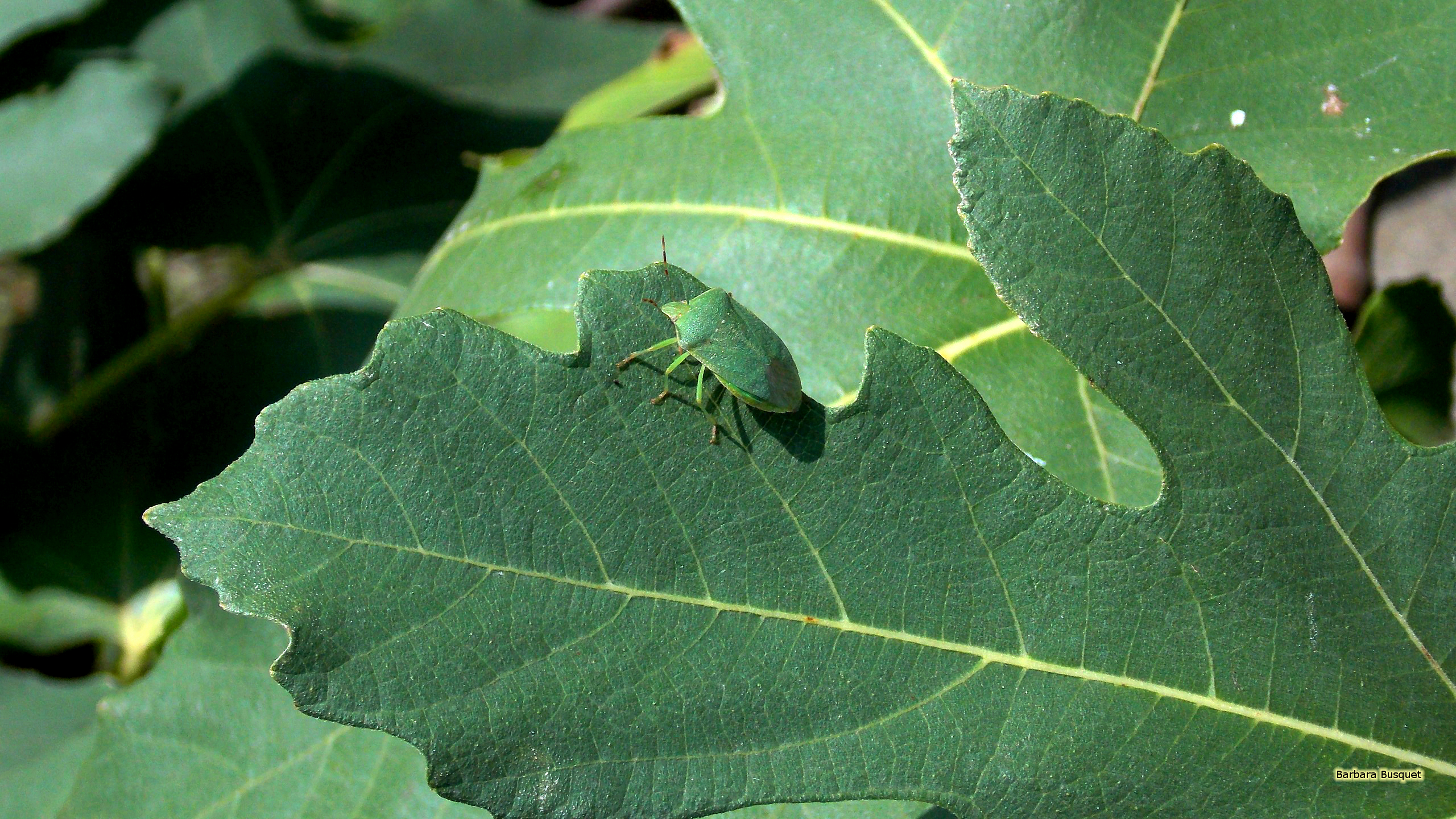 Green Shield Bug On A Leaf