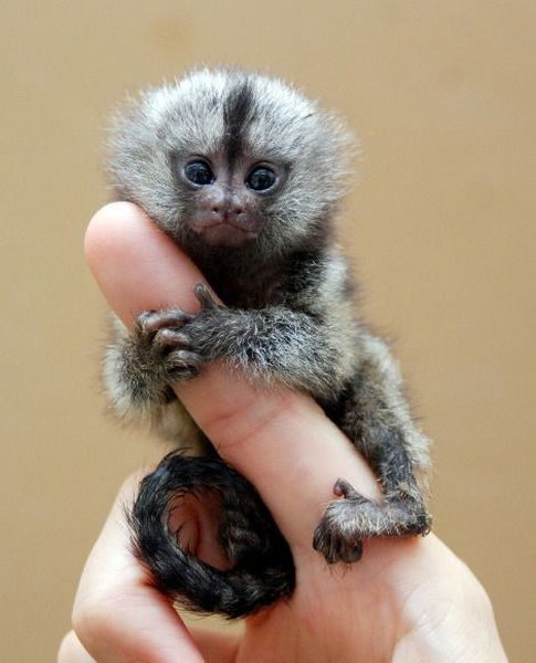 pictures animals cute little marmoset marmosets monkey monkeys tiny