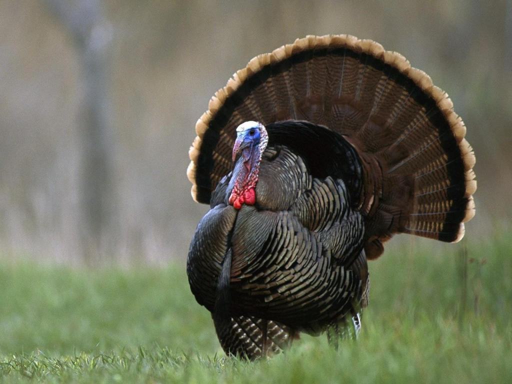 Wallpaper Background Eastern Wild Turkey Turkeys