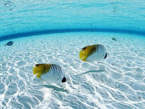 Place Beautiful Tropical Fish Sea Wallpaper Ocean Beach Animal