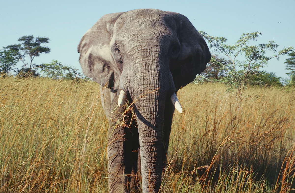 African Bush Elephant Widescreen Wallpaper