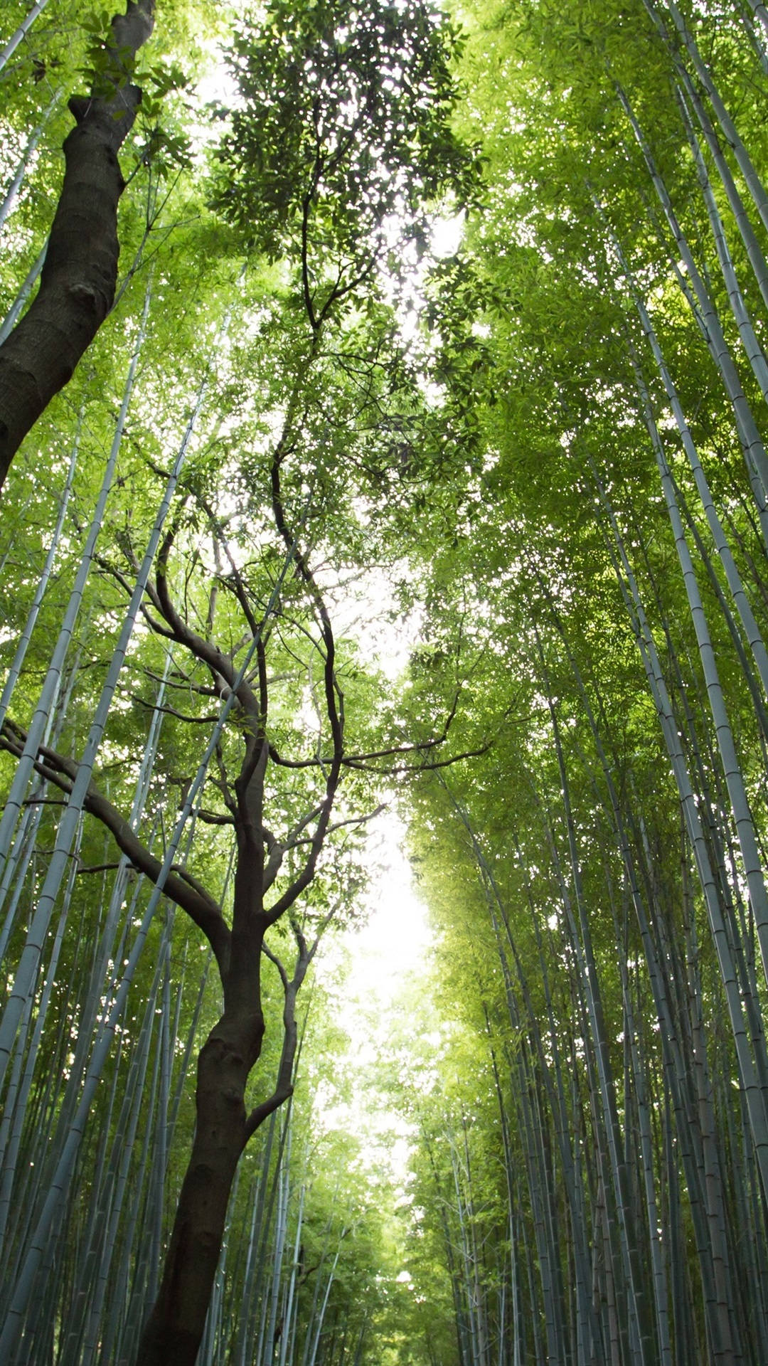 Top Bamboo Forest iPhone Wallpaper Full HD 4k To Use