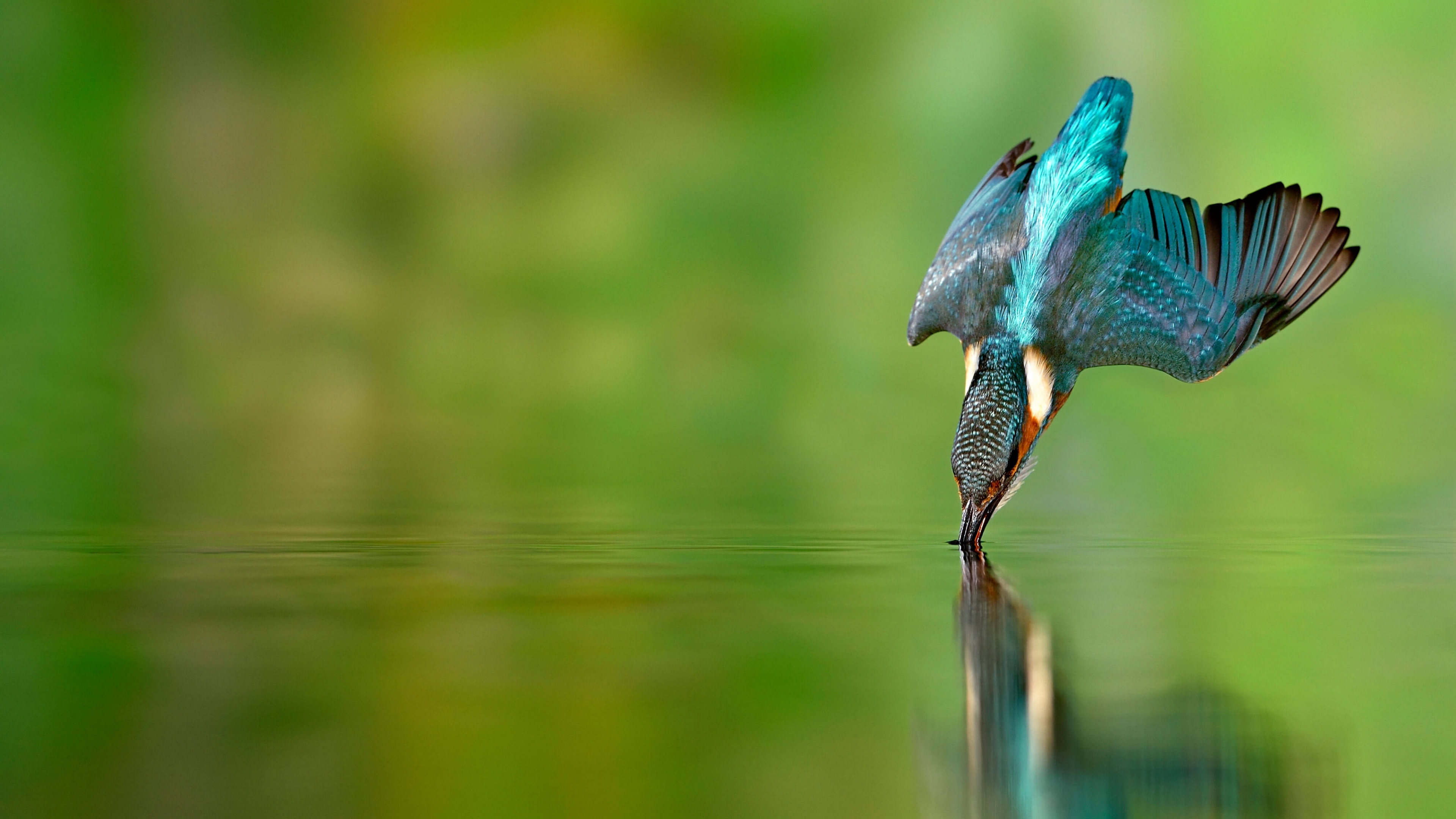 Flying Bird Wallpaper