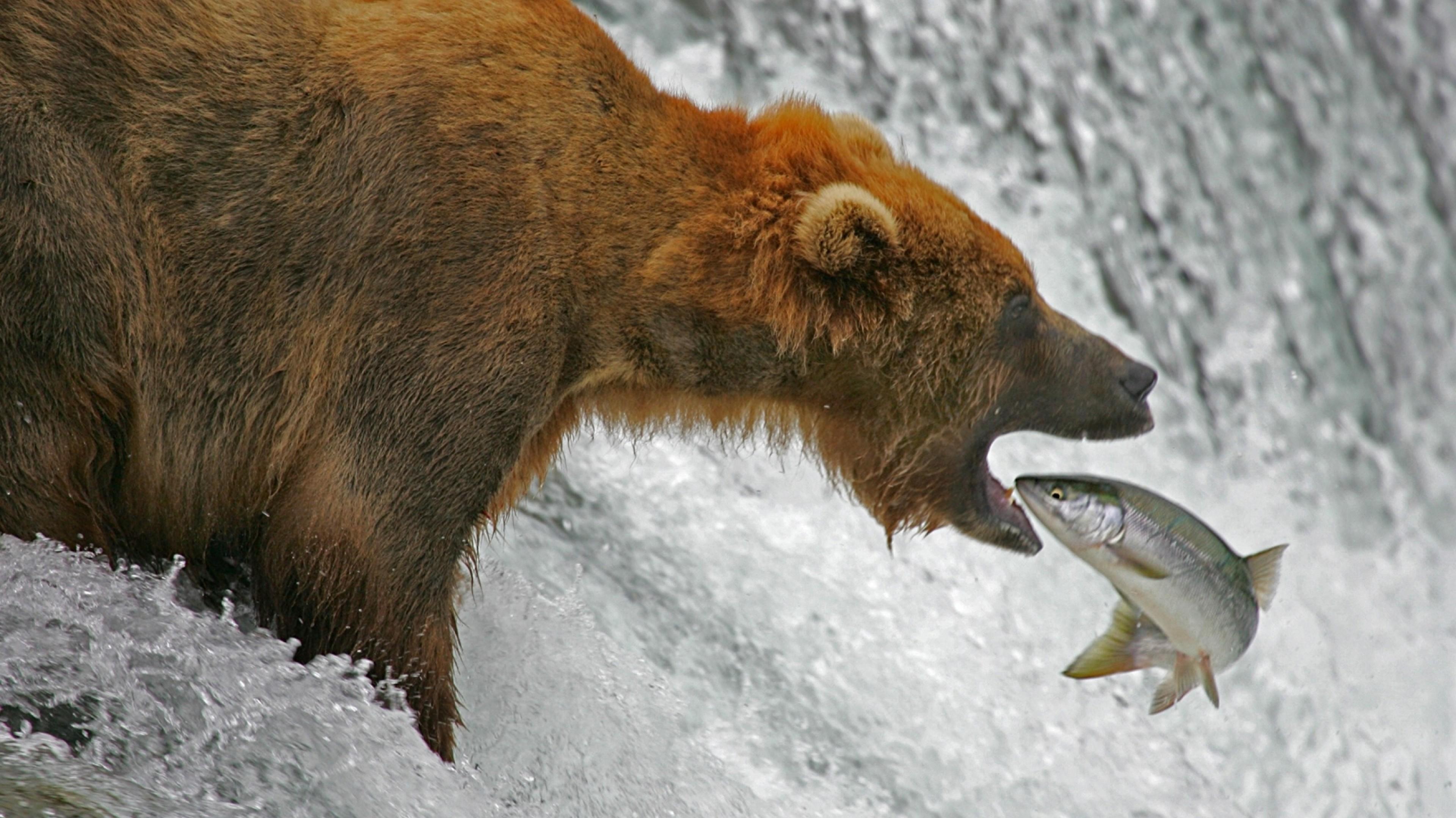 Fishing For Salmon With Alaska S Brown Bears HD Wallpaper 4k Ultra