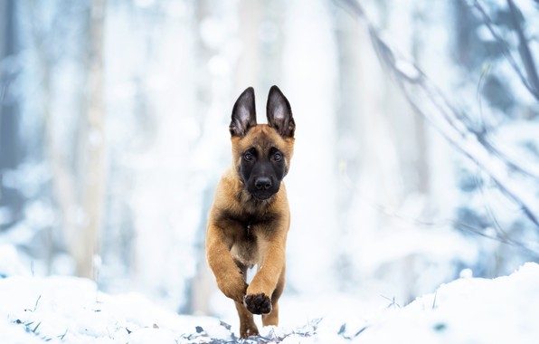 Wallpaper Belgian Malinois Walk Winter Snow Puppy Dog
