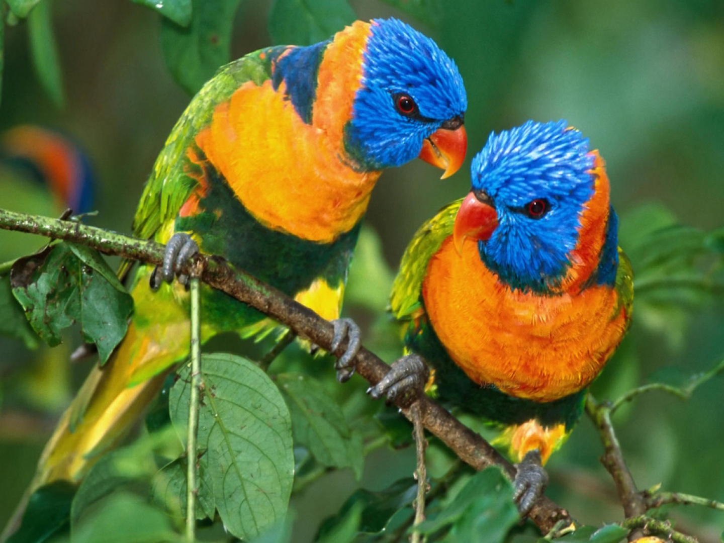 Beautiful Very Colorful Parrots A