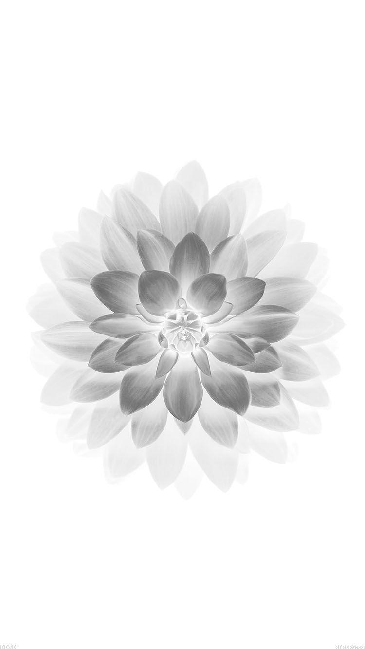 Ad78 Apple White Lotus iPhone6 Plus Ios8 Flower Beautiful