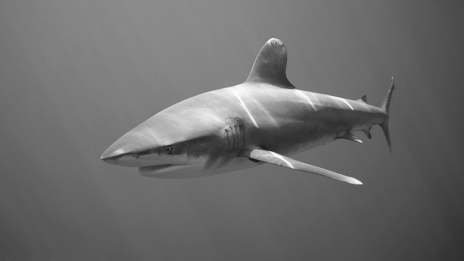 Shark Black And White Wallpaper With HD