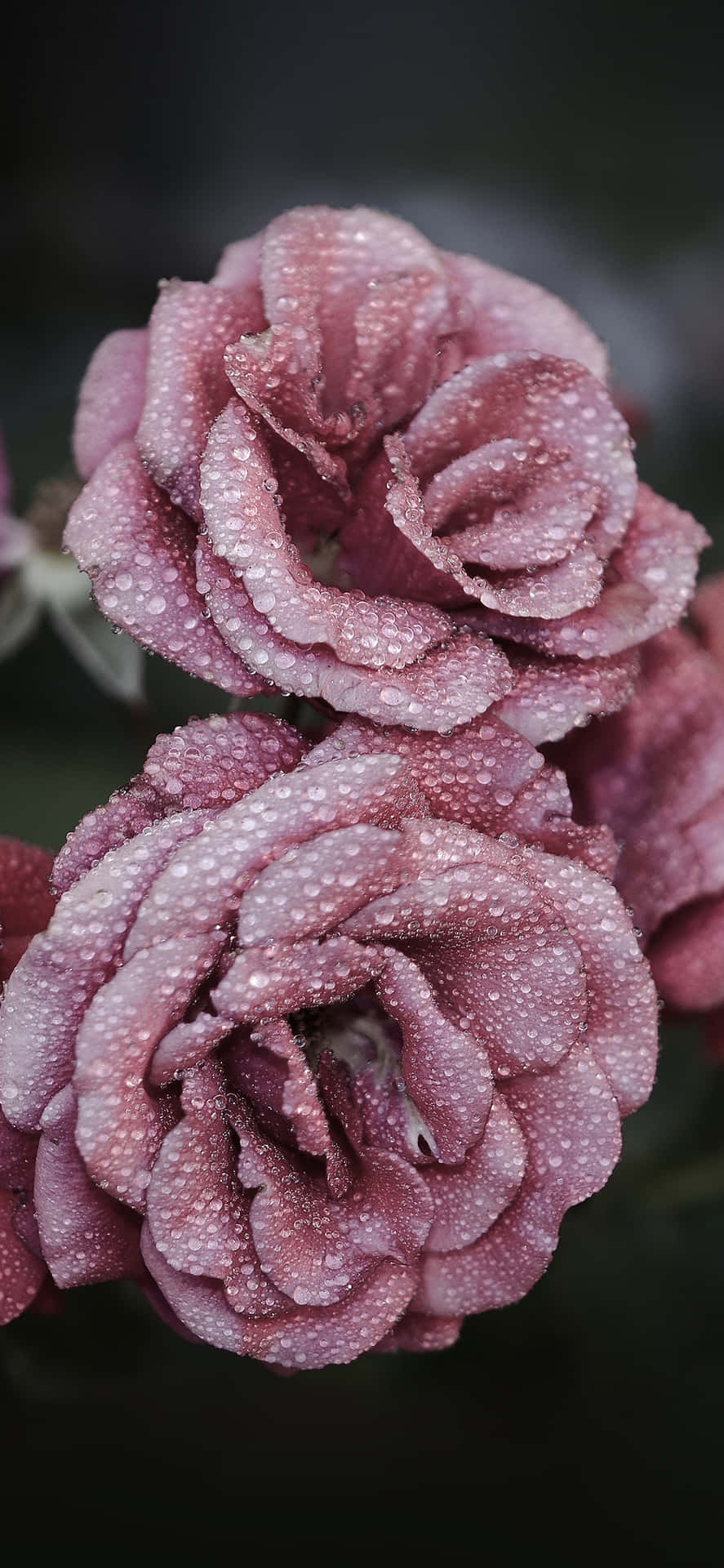A Beautiful And Fragrant Cute Rose Wallpaper