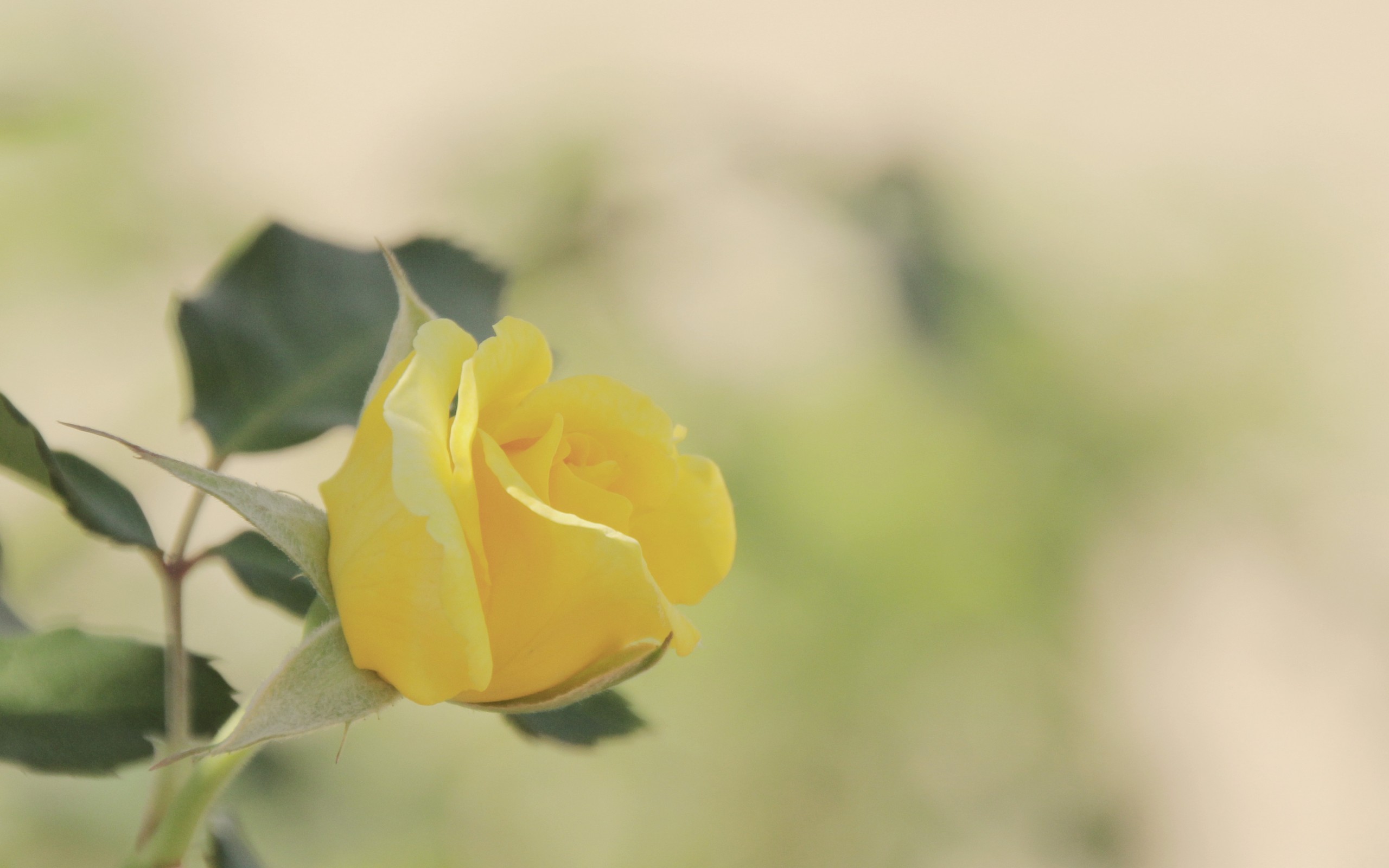 Yellow Rose Wallpaper Background Umad
