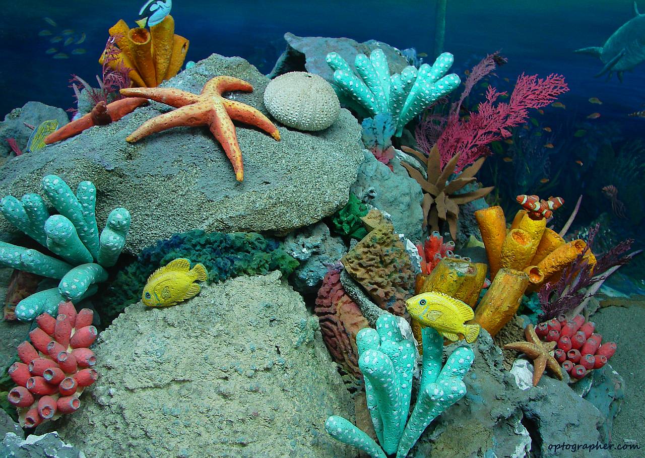 Beautiful Sea Creatures Risen Sources