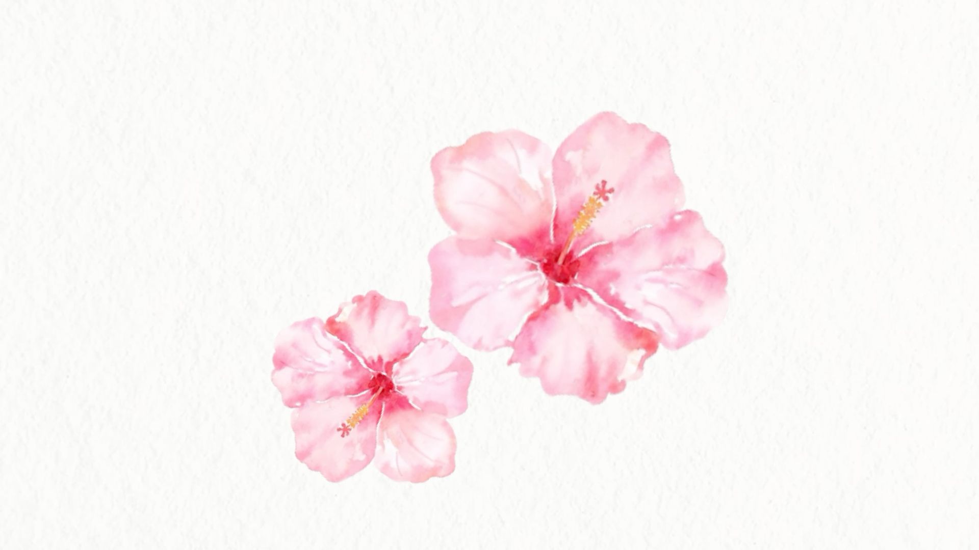 Hibiscus Laptop Wallpaper