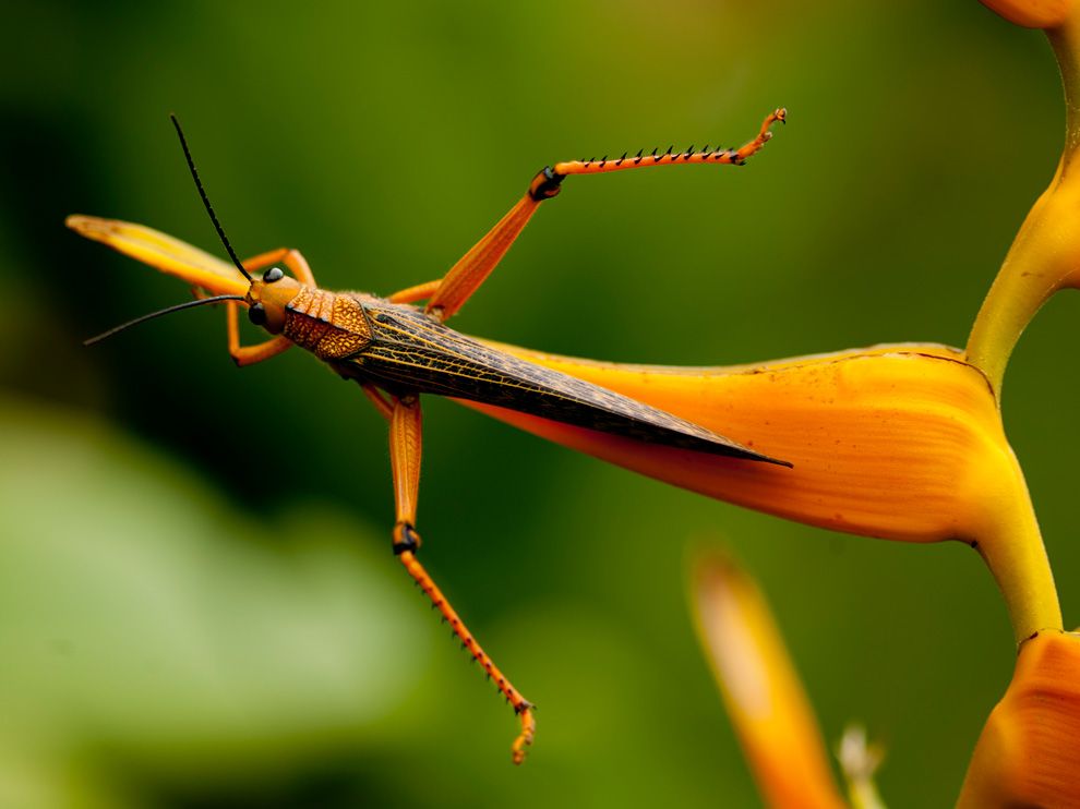Grasshopper Picture Animal Wallpaper National