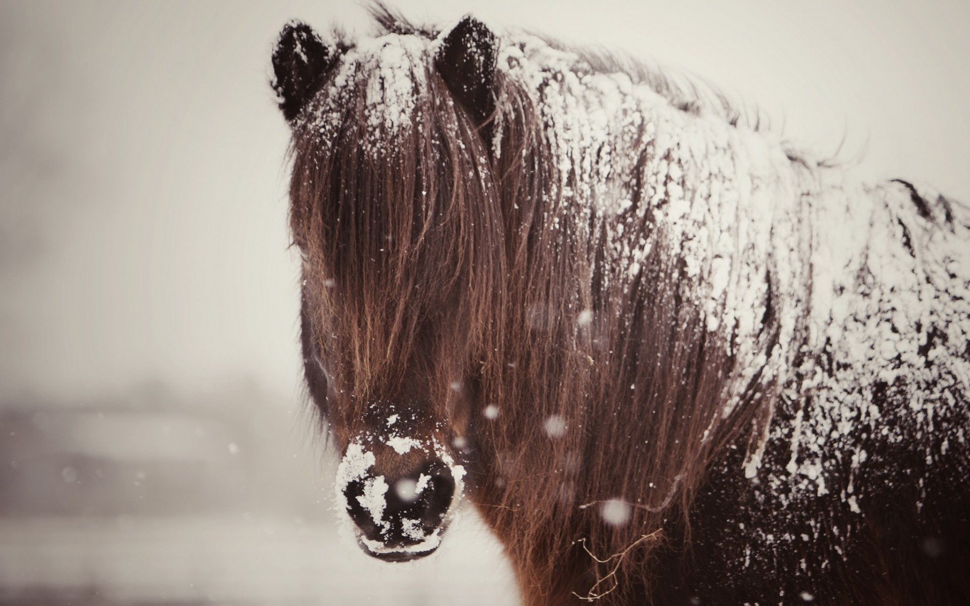 Wallpaper Horse Snow Winter Desktop