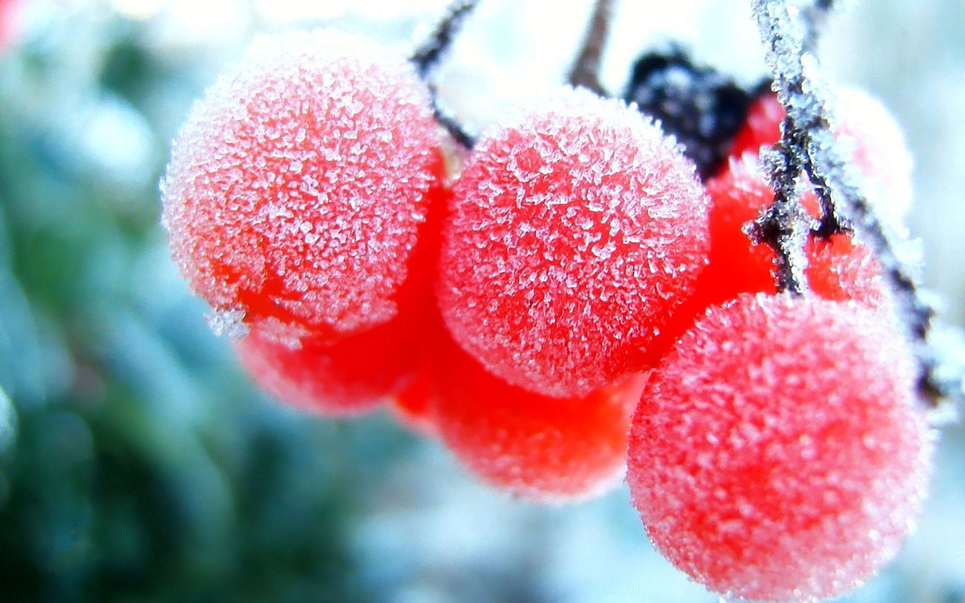 Frozen Cherry Wallpaper HD