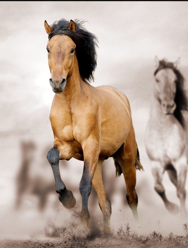 Heidi Hahn On Horses Horse Background Image