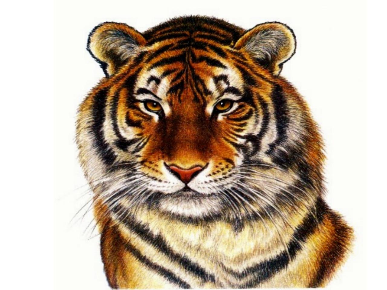 Tiger White Backgrounds