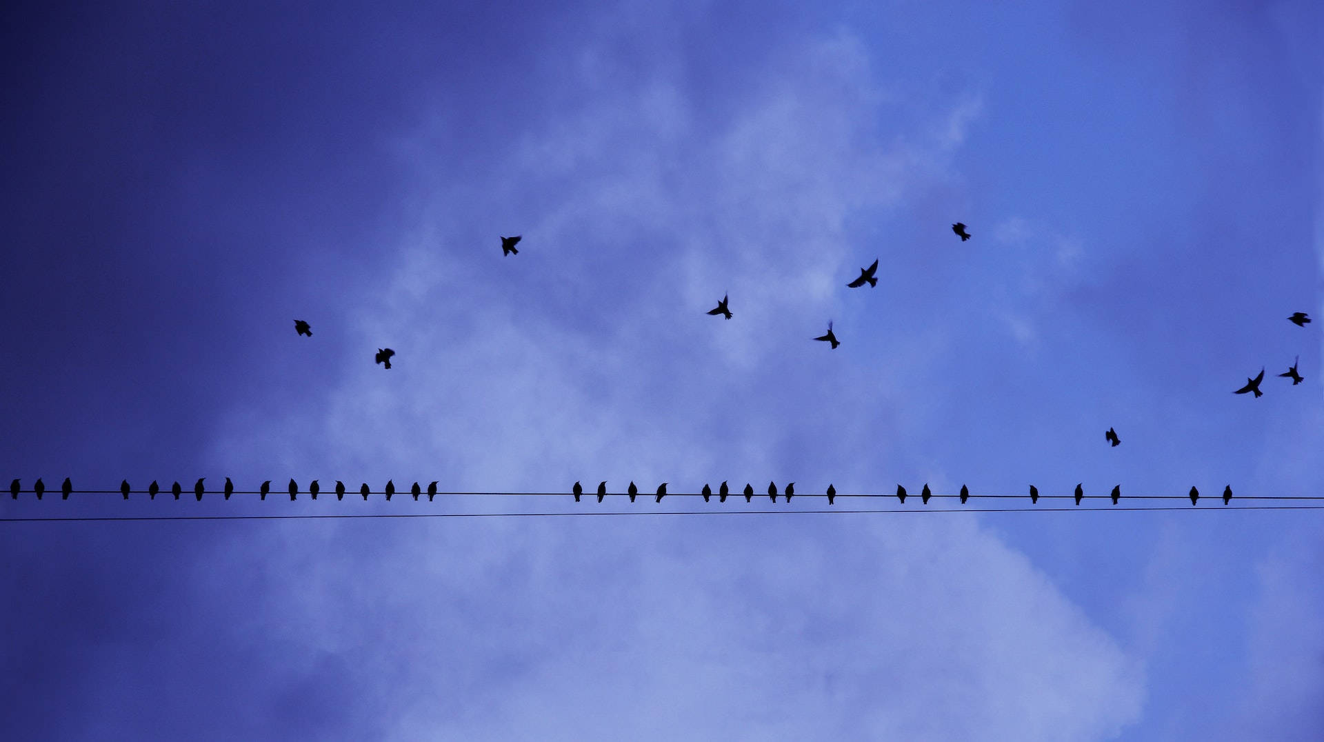 Birds Flying Wallpaper