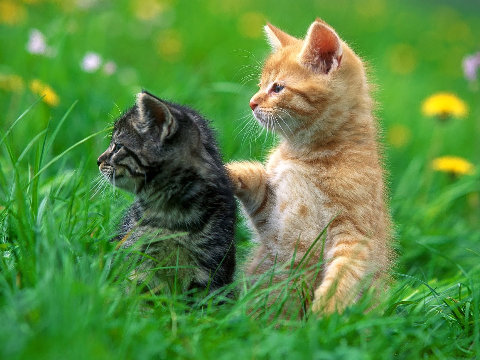 Two adorable kittens in a field of green grass. One kitten is orange and the other is tabby. The orange kitten has its paw on the tabby kitten's back