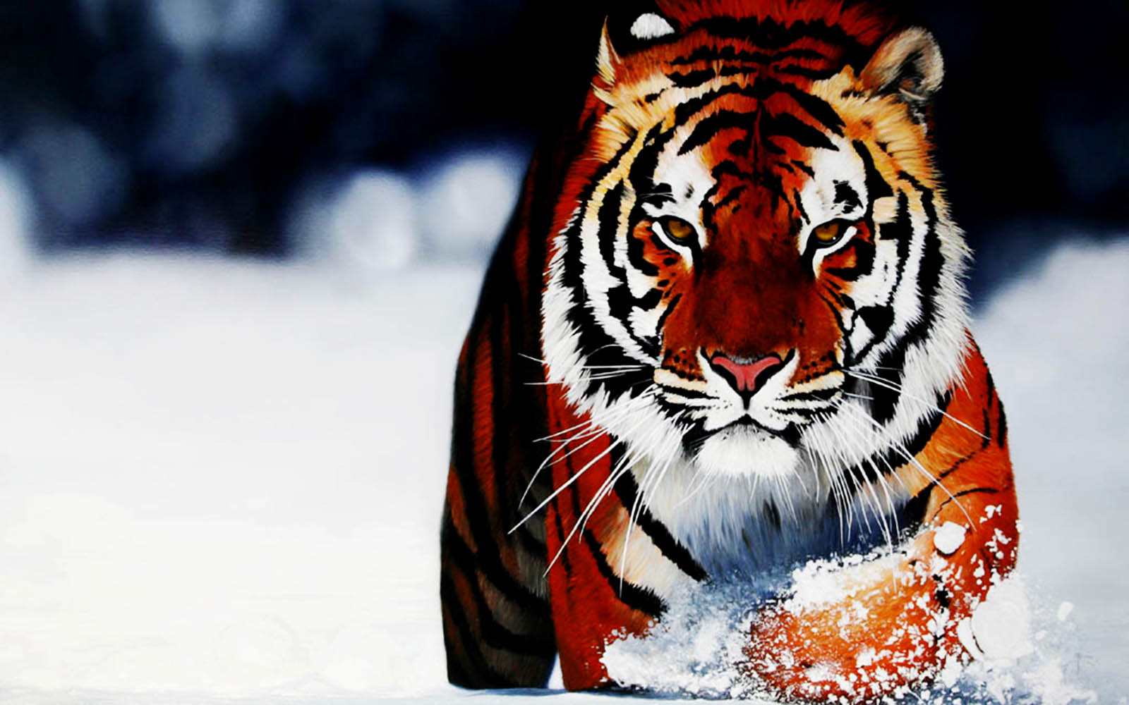 Tigers HD Wallpaper In For Your Desktop