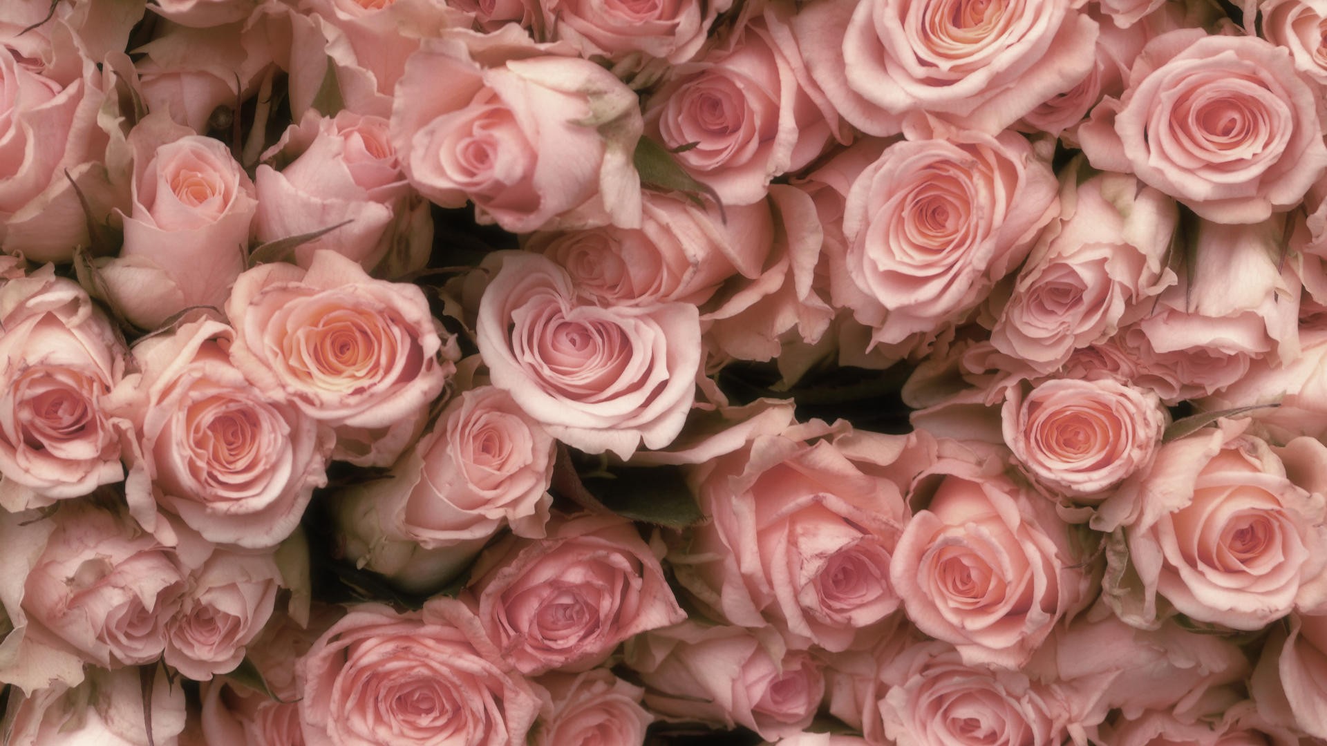 Pink Roses Wallpaper