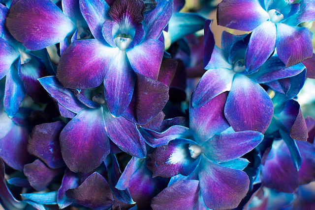 Purple And Blue Orchids Name Orchid Pictures