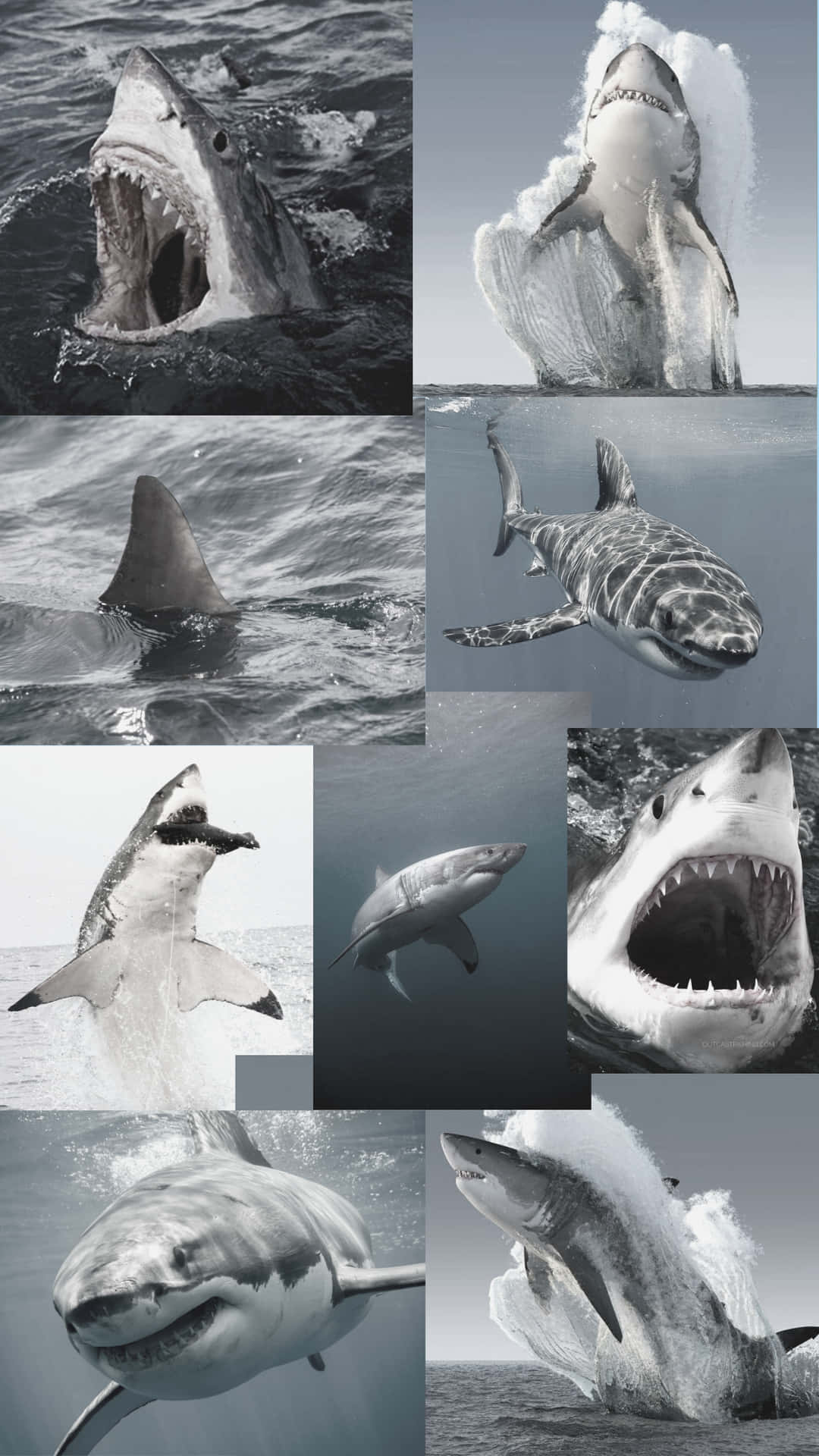 Wallpaper Shark iPhone