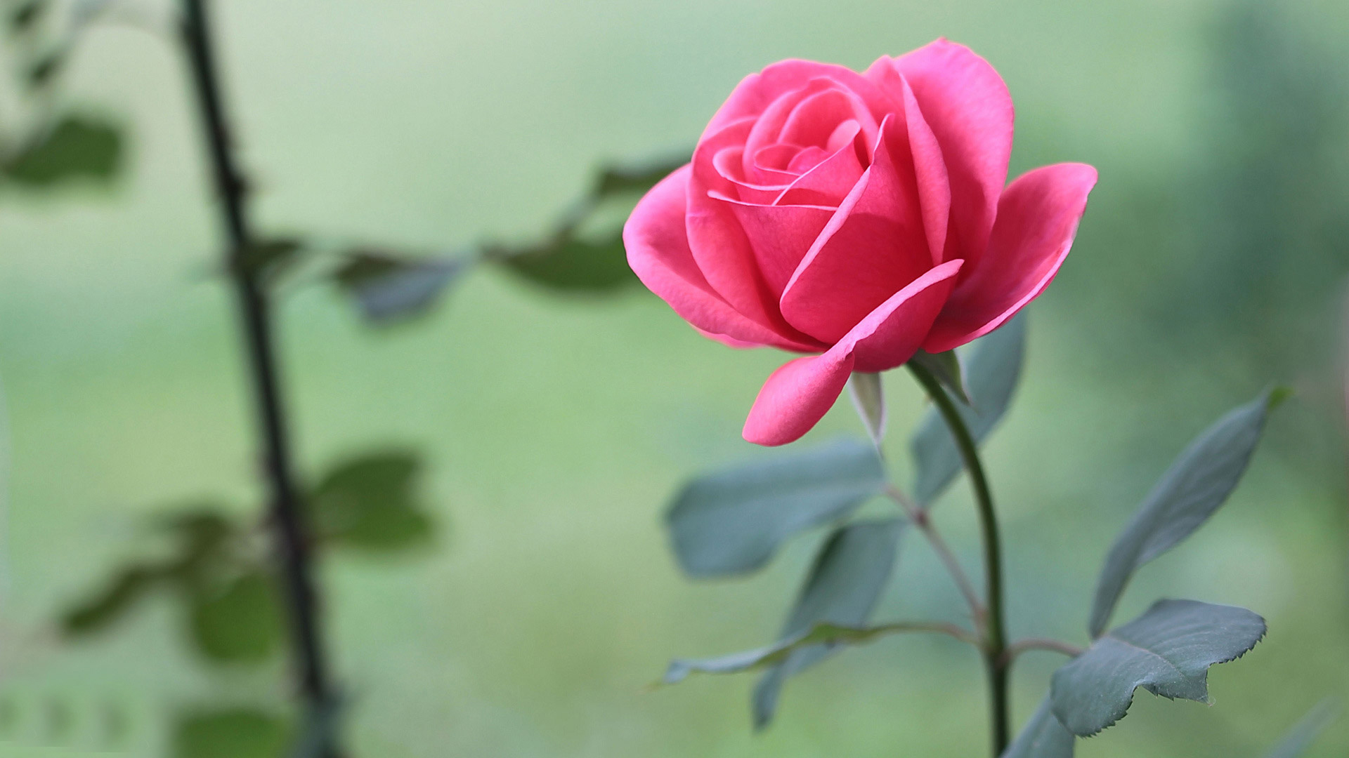 Wallpaper Rose Flower Beauty