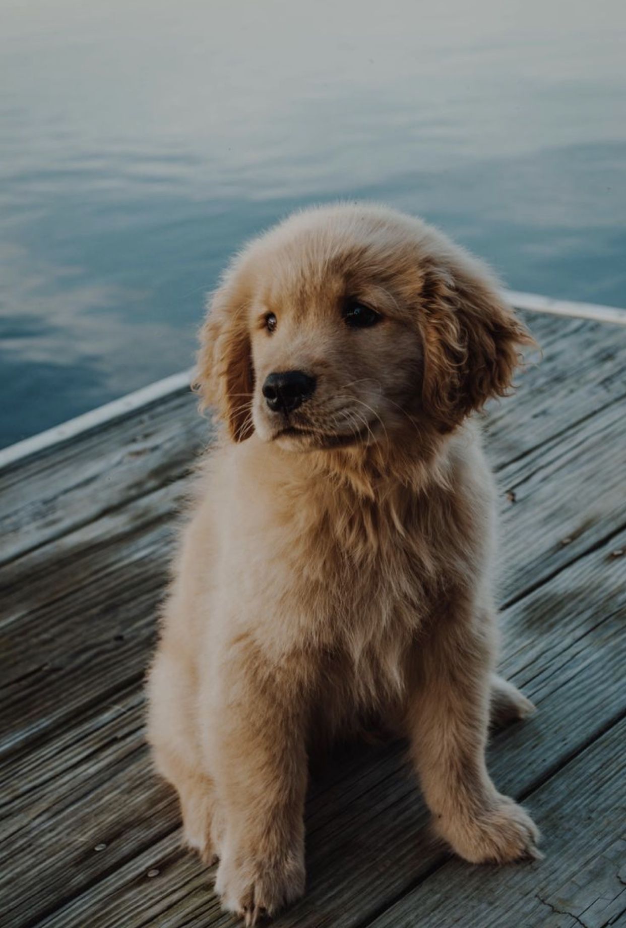 Super Cute Puppies Golden Retriever Wallpaper