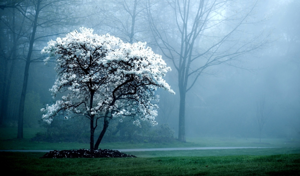 Wallpaper Tree Spring Blossoming Fog Book