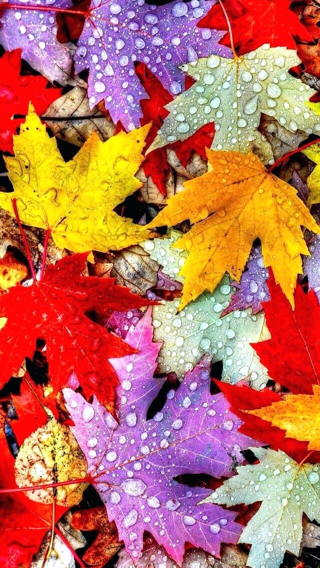 Fall Leaves iPhone Wallpaper Colorful Autumn Leaf HD