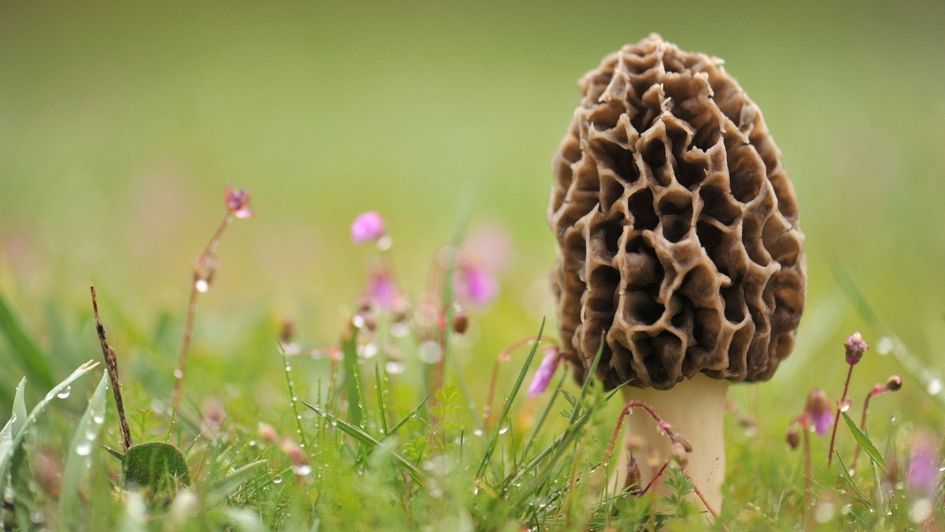 Morel Mushroom Wallpaper And Image Pictures Photos