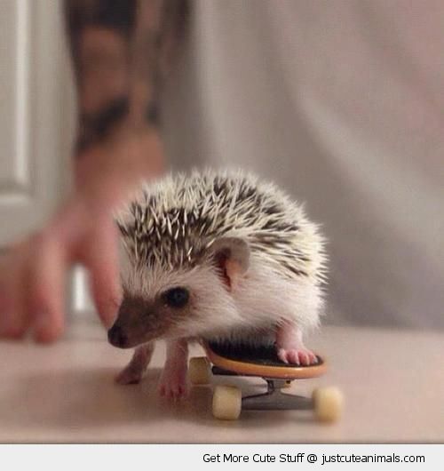 baby hedgehog skating skateboard table cute animals wild wildlife